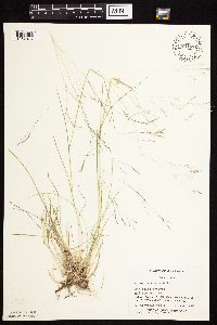 Agrostis scabra image