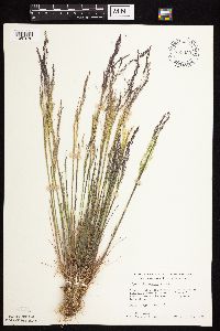 Agrostis scabra image