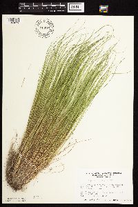 Agrostis scabra image