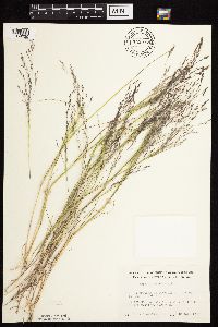 Agrostis scabra image