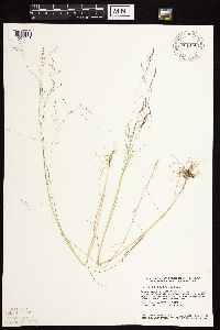 Agrostis scabra image