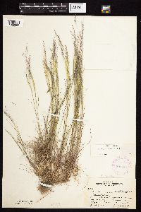 Agrostis scabra image