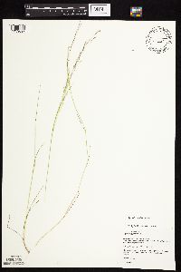 Agrostis scabra image