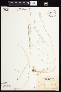 Agrostis scabra image