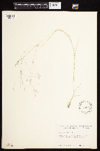 Agrostis scabra image