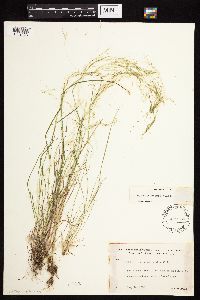 Agrostis scabra image