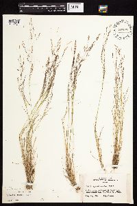 Agrostis scabra image