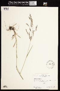 Image of Agrostis stolonifera