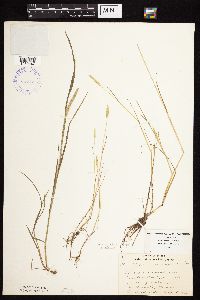 Alopecurus aequalis var. aequalis image