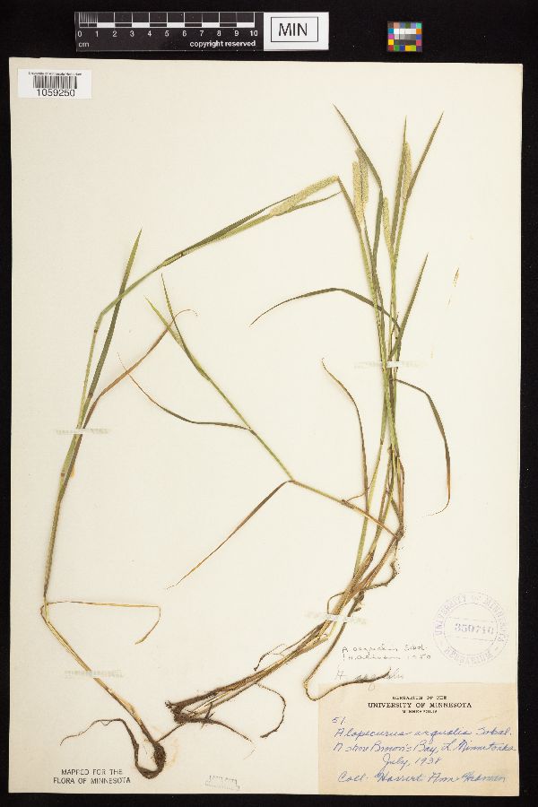 Alopecurus aequalis var. aequalis image
