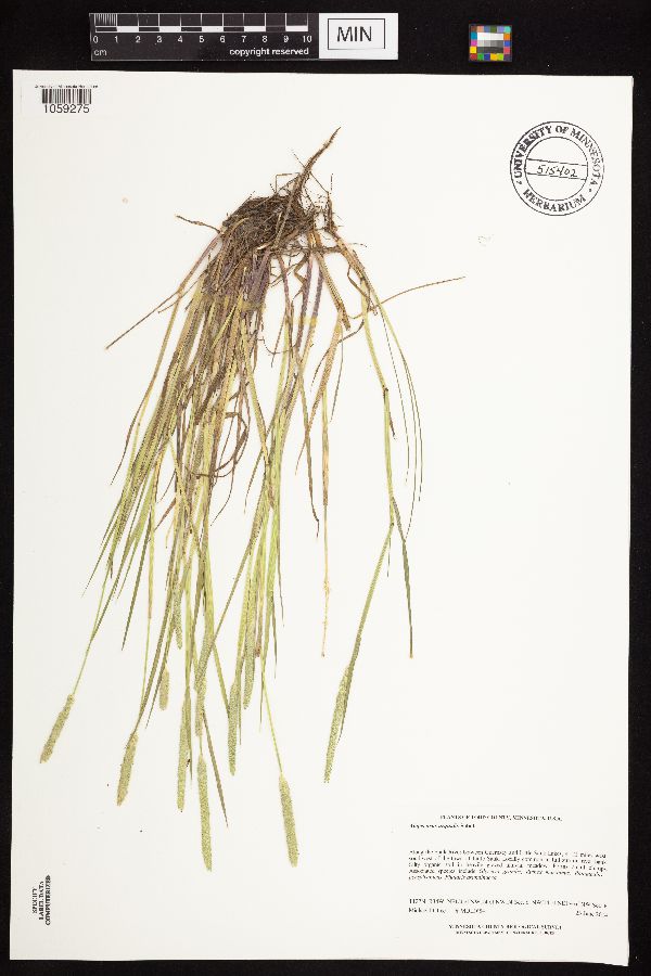 Alopecurus aequalis var. aequalis image