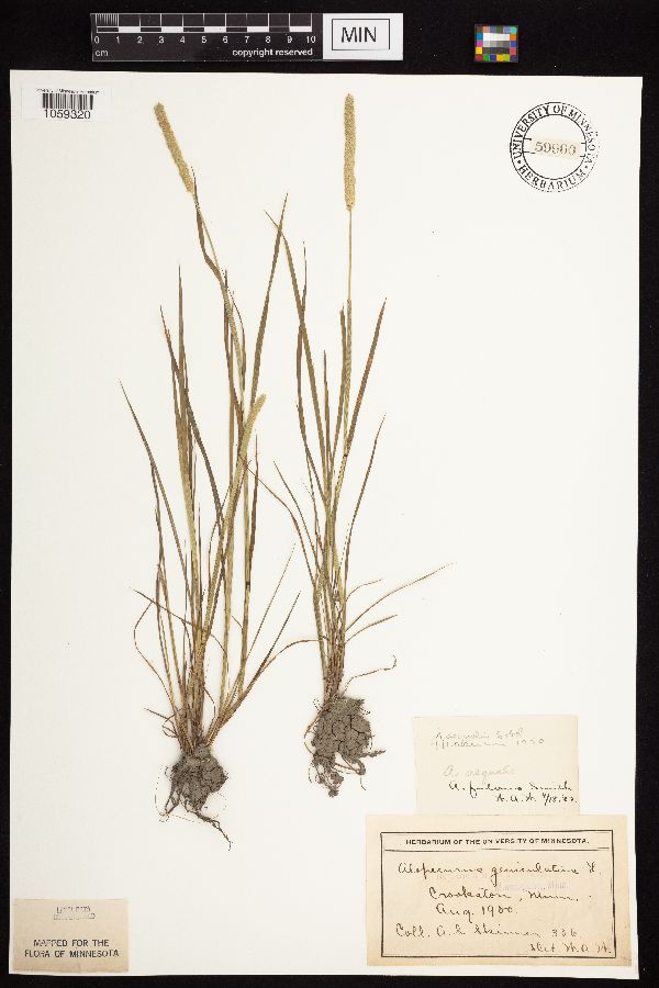 Alopecurus aequalis var. aequalis image