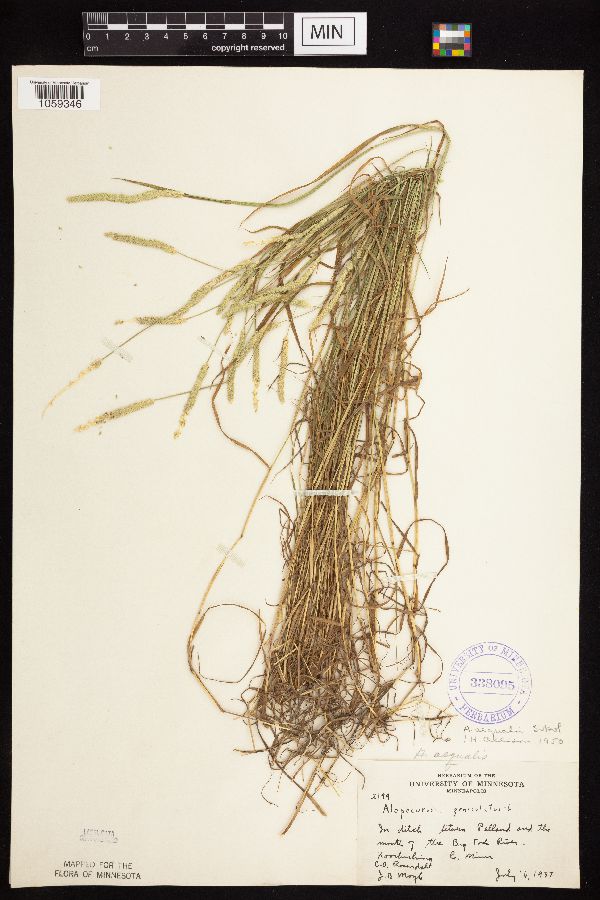 Alopecurus aequalis var. aequalis image