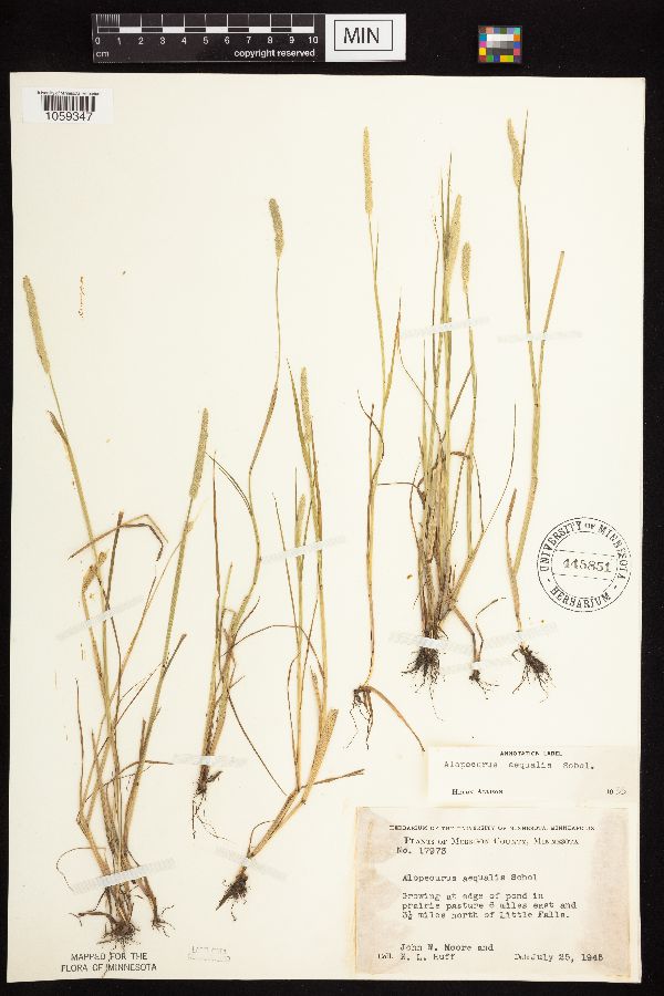 Alopecurus aequalis var. aequalis image