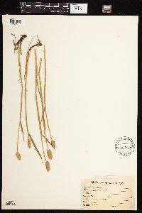 Alopecurus magellanicus image
