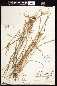 Andropogon gerardii image