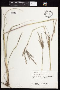 Andropogon gerardii image