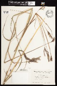 Andropogon gerardii image