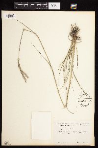 Andropogon gerardii image