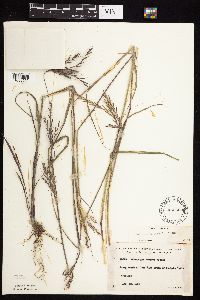 Andropogon gerardii image