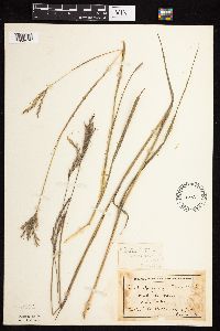 Andropogon gerardii image