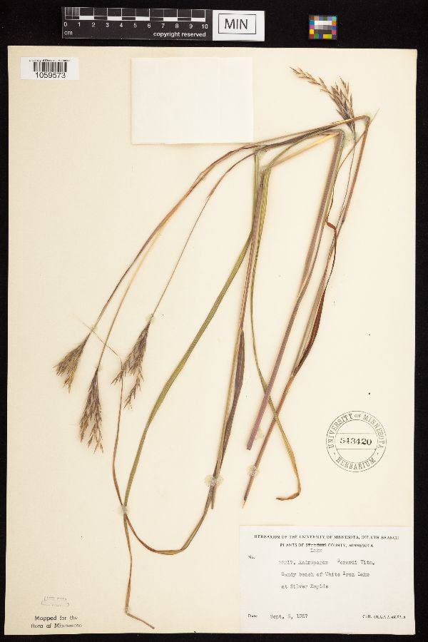 Andropogon gerardii image