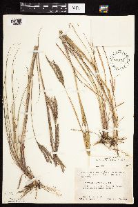 Andropogon gerardii image