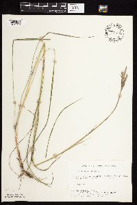 Andropogon gerardii image