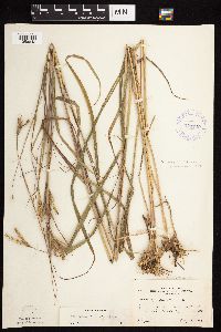 Andropogon gerardii image