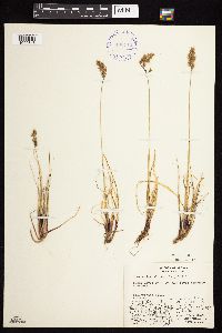 Anthoxanthum monticola image