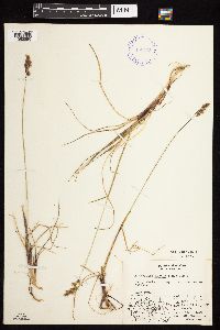 Anthoxanthum monticola image