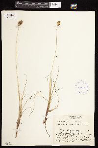 Anthoxanthum monticola image