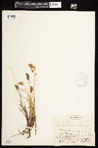 Anthoxanthum monticola image