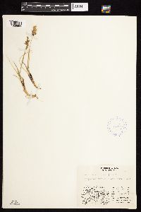 Anthoxanthum monticola image