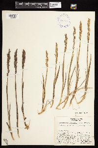 Arctagrostis latifolia image