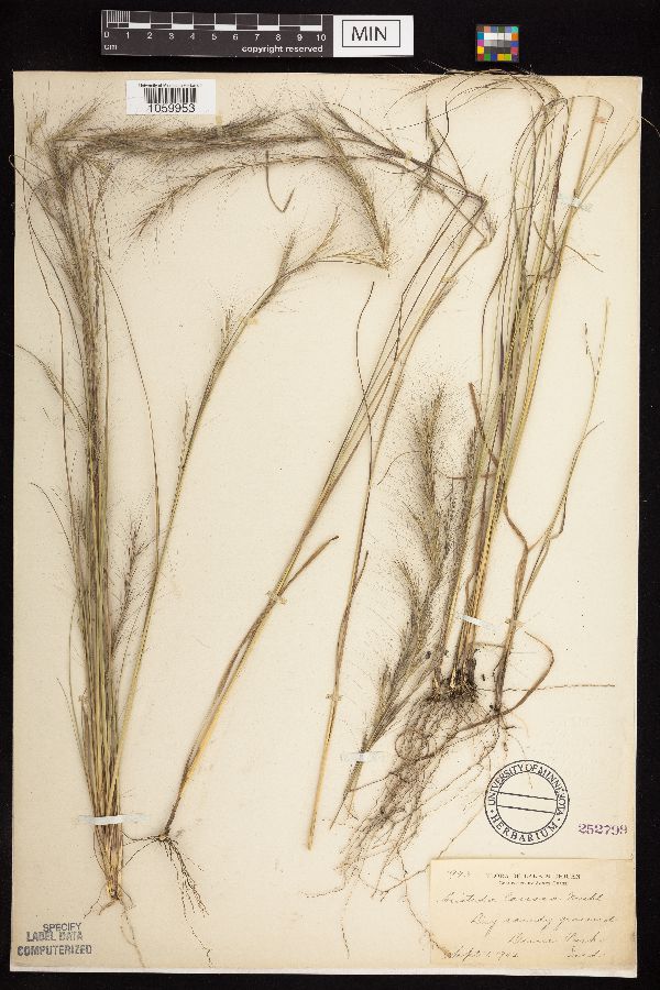 Aristida lanosa image