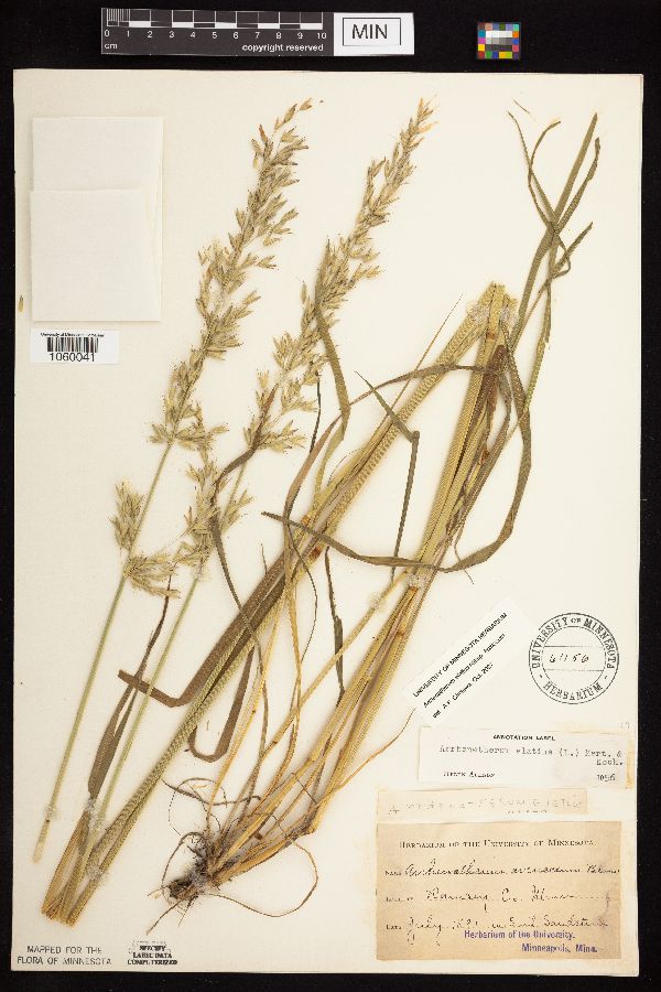 Arrhenatherum elatius subsp. bulbosum image