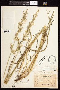 Arrhenatherum elatius subsp. bulbosum image