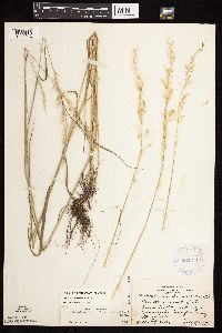 Arrhenatherum elatius subsp. elatius image