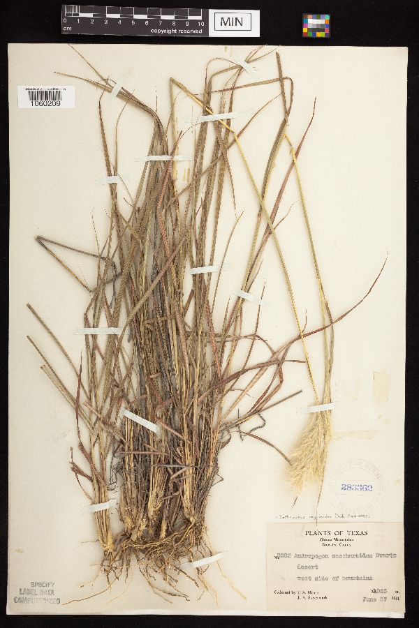 Bothriochloa laguroides image