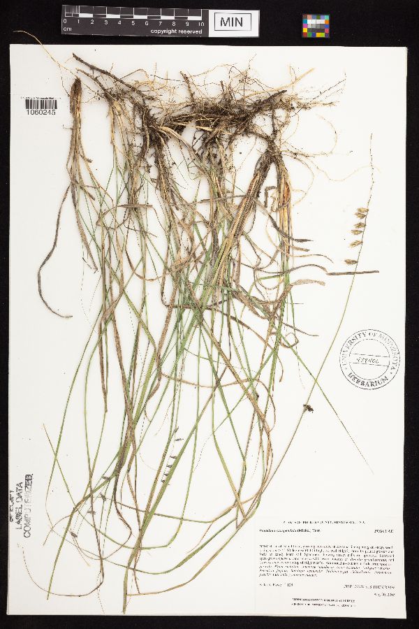 Bouteloua curtipendula var. curtipendula image