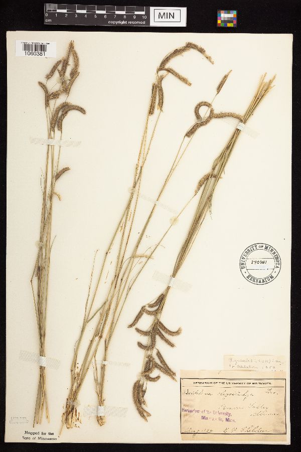 Bouteloua gracilis image