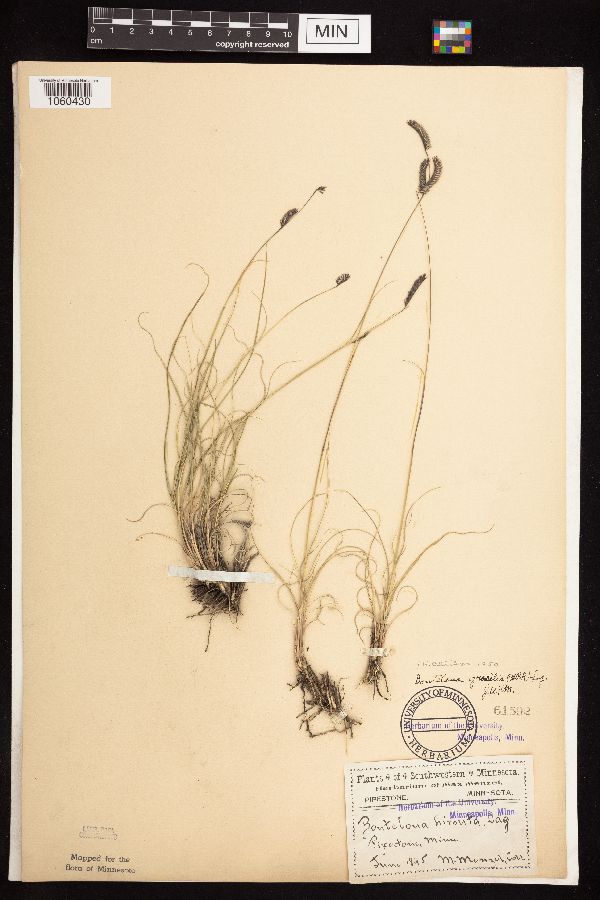 Bouteloua gracilis image