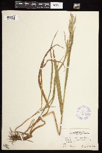 Bromus aleutensis image
