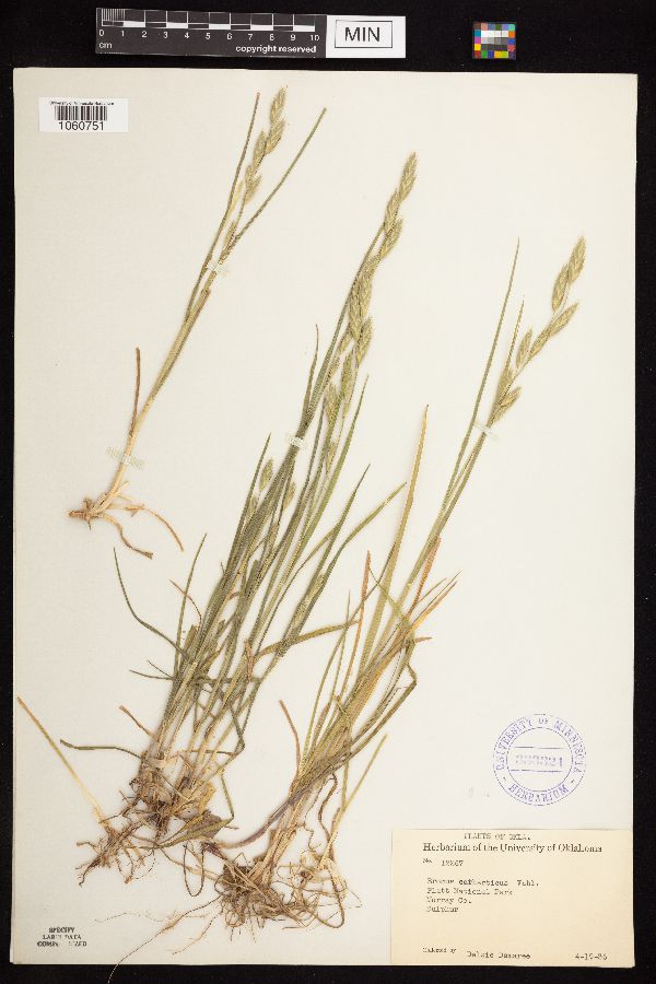 Bromus catharticus image