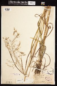 Bromus ciliatus image