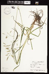 Bromus inermis image