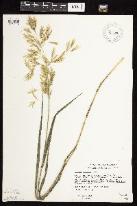 Bromus inermis image