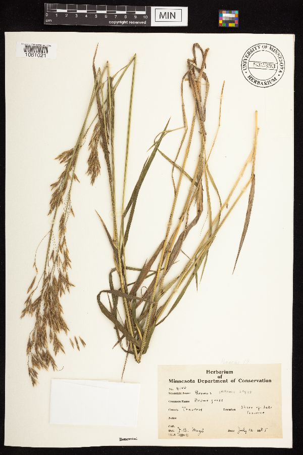 Bromus inermis image