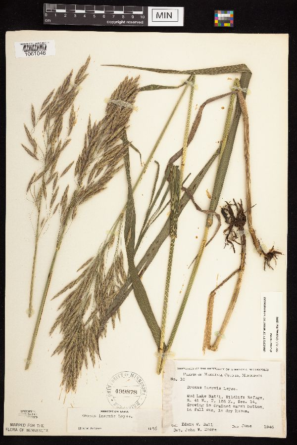 Bromus inermis image